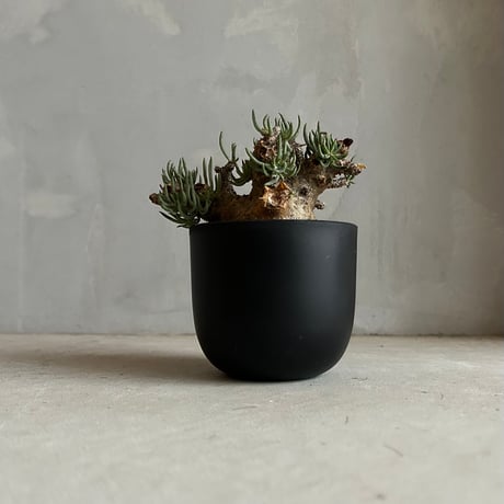 ペアルソニー | STORES