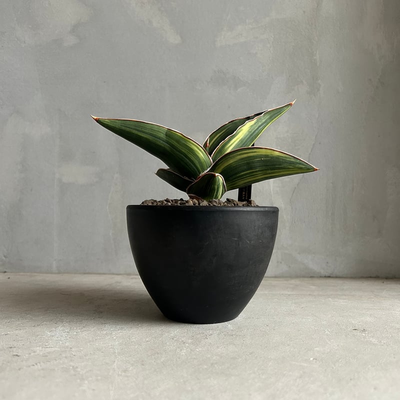 サンセベリア サムライ ドワーフ 斑入り | ソレトナ植物店