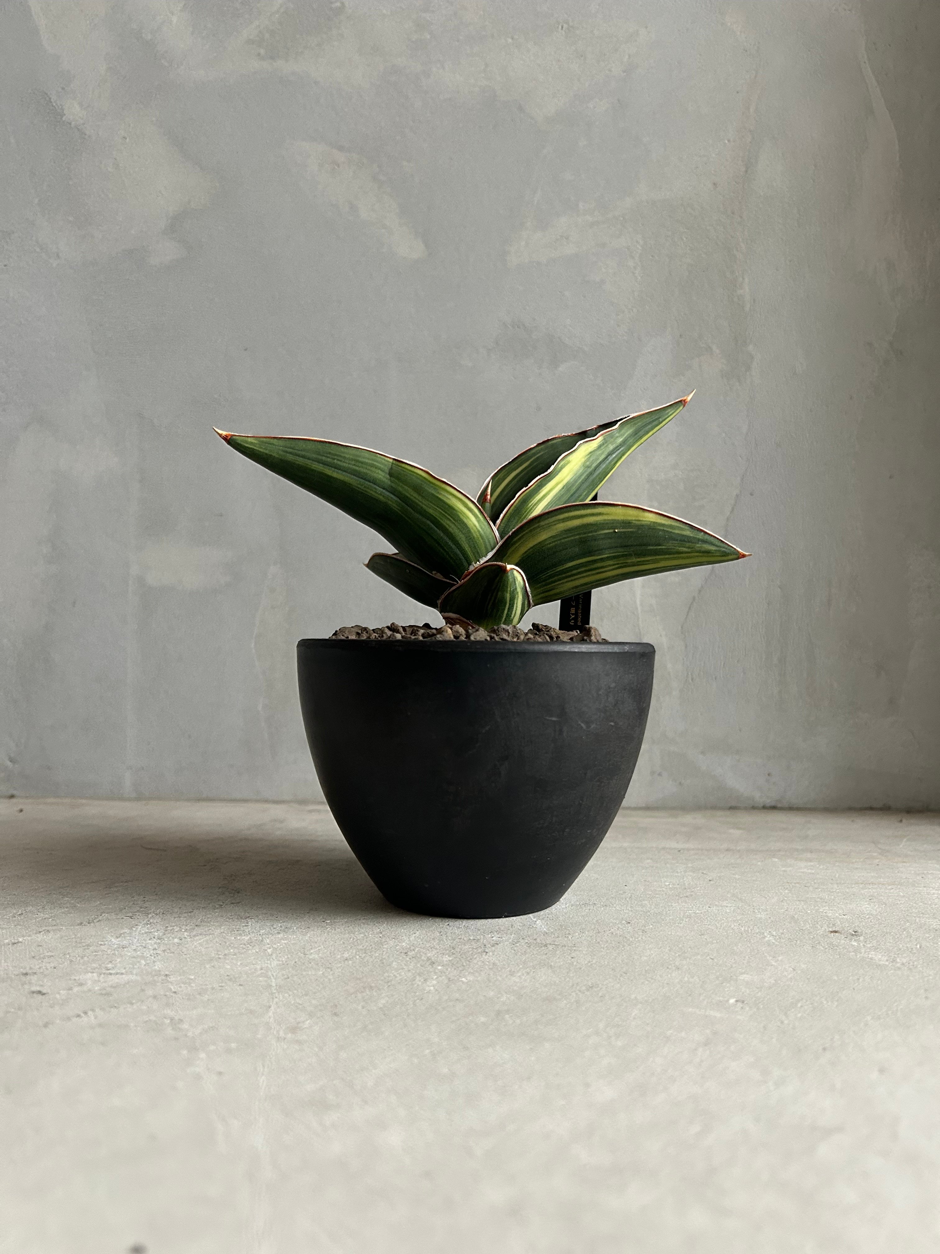 サンセベリア サムライ ドワーフ 斑入り | ソレトナ植物店