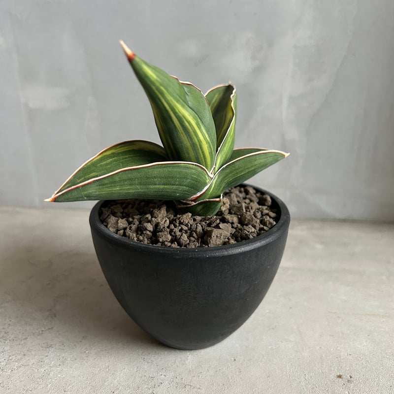 サンセベリア サムライ ドワーフ 斑入り | ソレトナ植物店