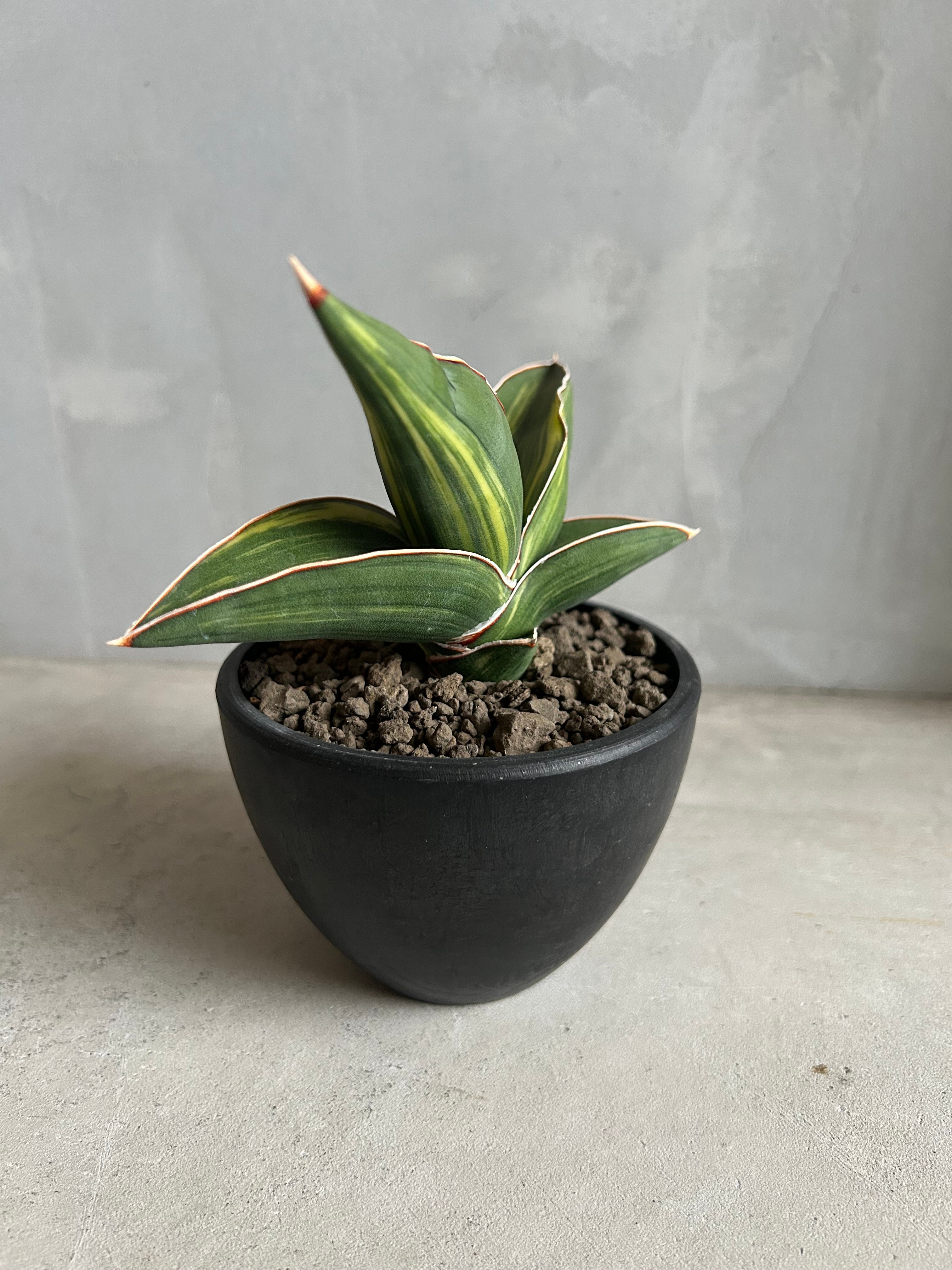 サンセベリア サムライ ドワーフ 斑入り | ソレトナ植物店