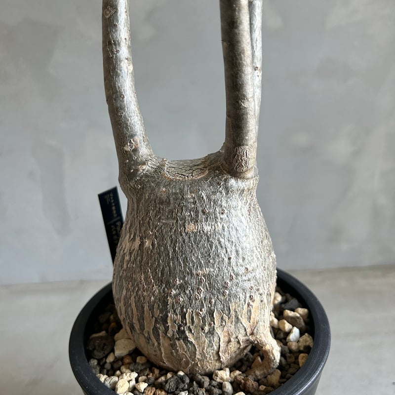 パキポディウム デカリー | ソレトナ植物店