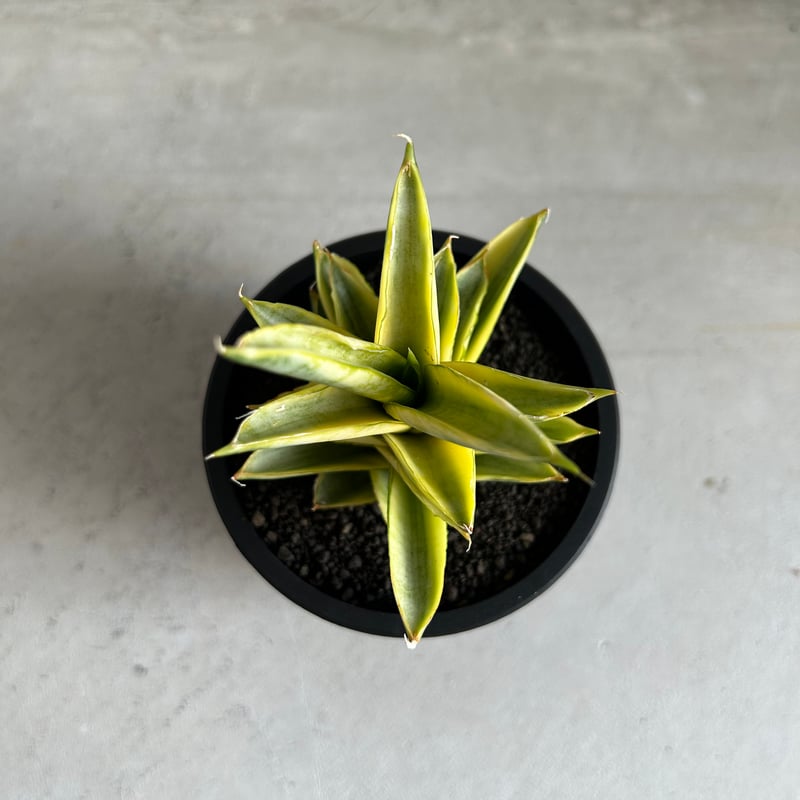 サンセベリア パゴダ 斑入り | ソレトナ植物店