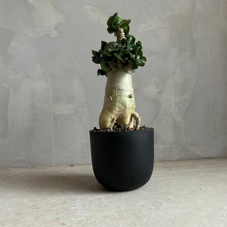 CATEGORY 塊根植物 | ソレトナ植物店