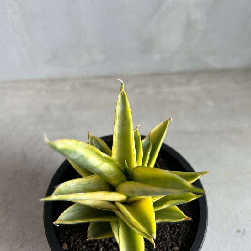 サンセベリア パゴダ 斑入り | ソレトナ植物店