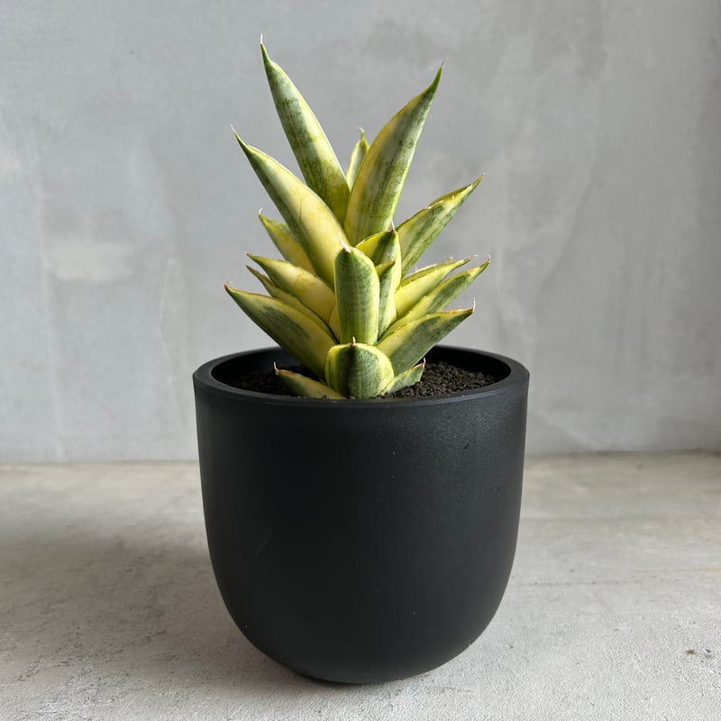 サンセベリア パゴダ 斑入り | ソレトナ植物店