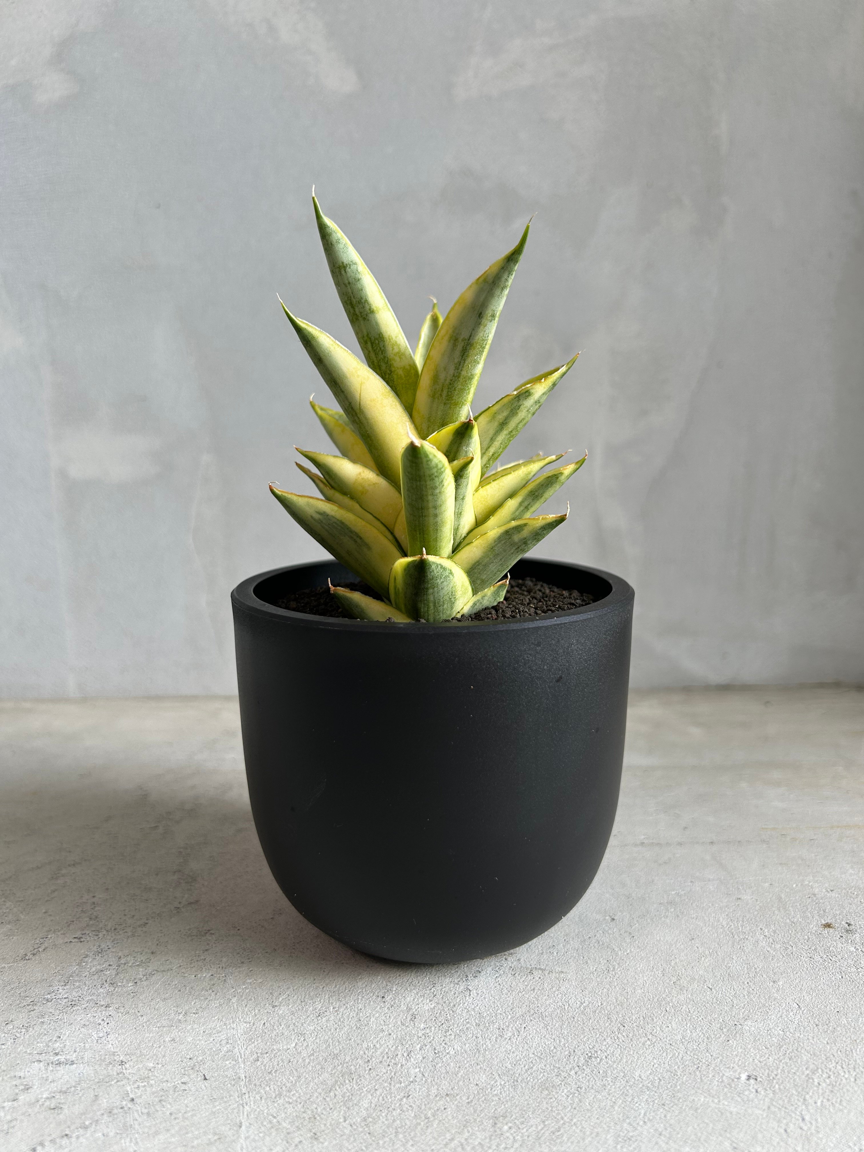 サンセベリア パゴダ 斑入り | ソレトナ植物店