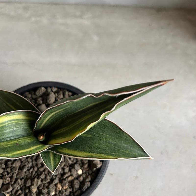 サンセベリア サムライ ドワーフ 斑入り | ソレトナ植物店