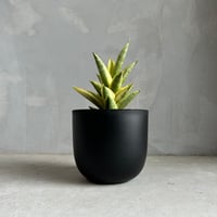 サンセベリア サムライ ドワーフ 斑入り | ソレトナ植物店