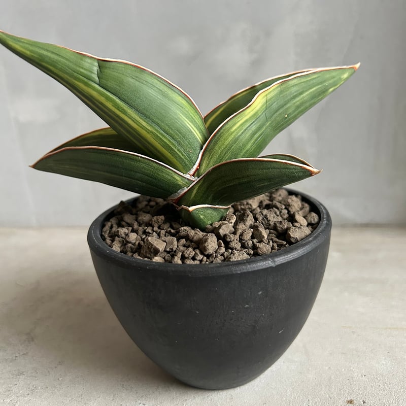 サンセベリア サムライ ドワーフ 斑入り | ソレトナ植物店