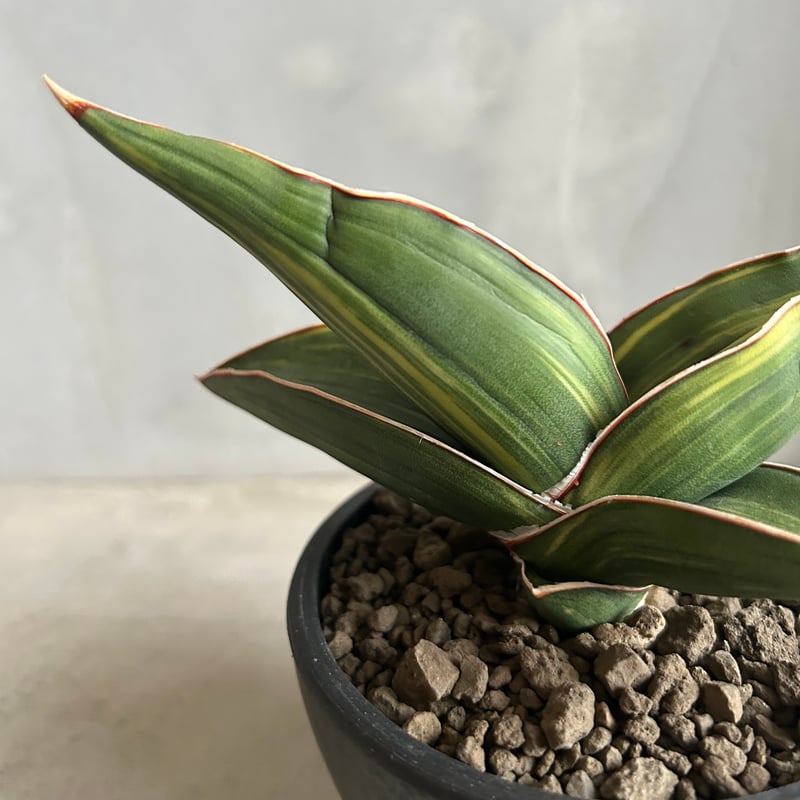 サンセベリア サムライ ドワーフ 斑入り | ソレトナ植物店