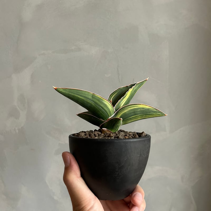 サンセベリア サムライ ドワーフ 斑入り | ソレトナ植物店