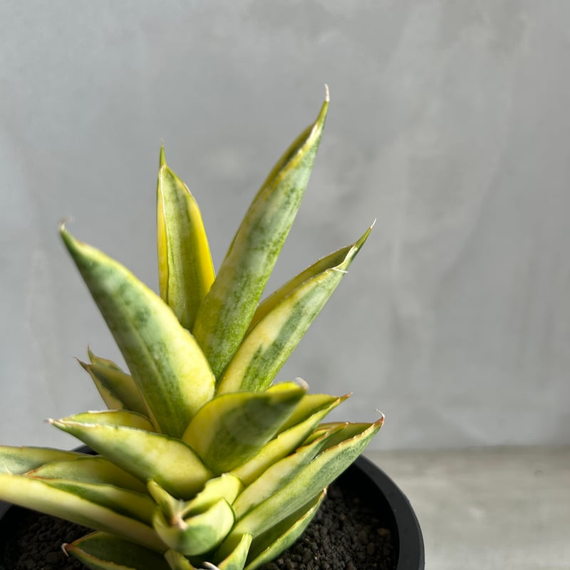 サンセベリア パゴダ 斑入り | ソレトナ植物店