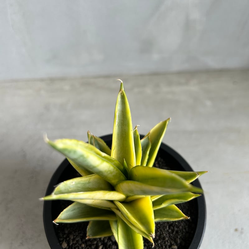 サンセベリア パゴダ 斑入り | ソレトナ植物店