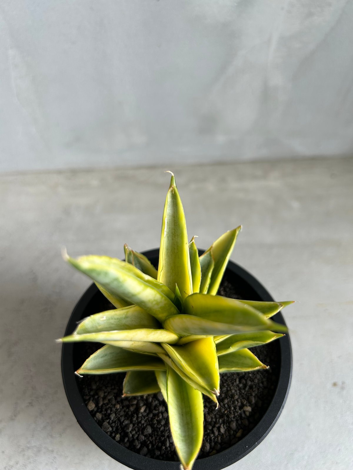 サンセベリア パゴダ 斑入り | ソレトナ植物店