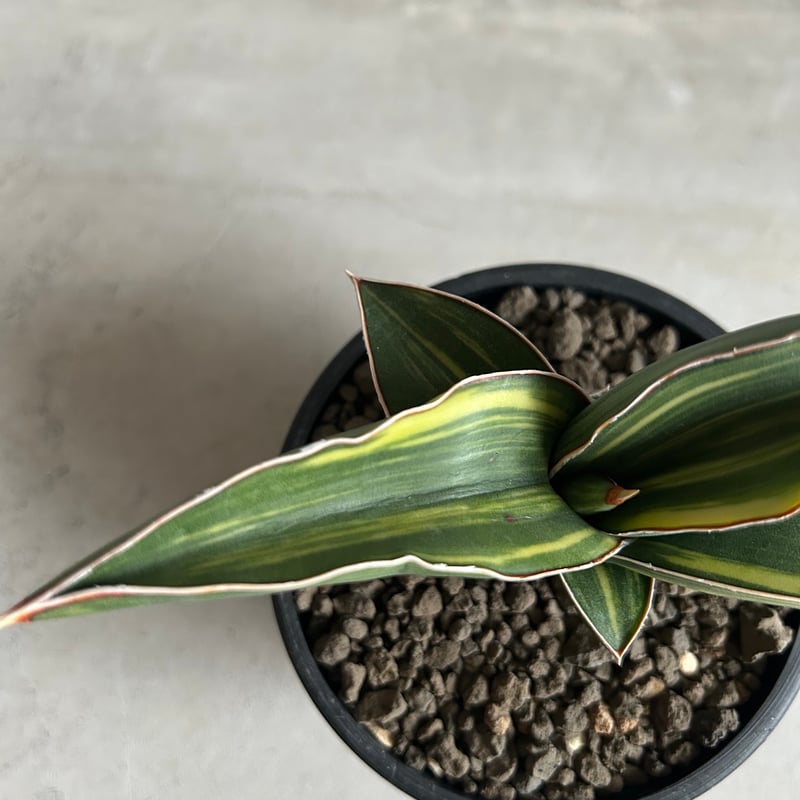 サンセベリア サムライ ドワーフ 斑入り | ソレトナ植物店