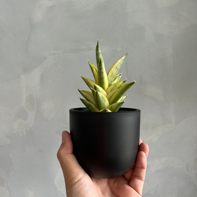 サンセベリア パゴダ 斑入り | ソレトナ植物店