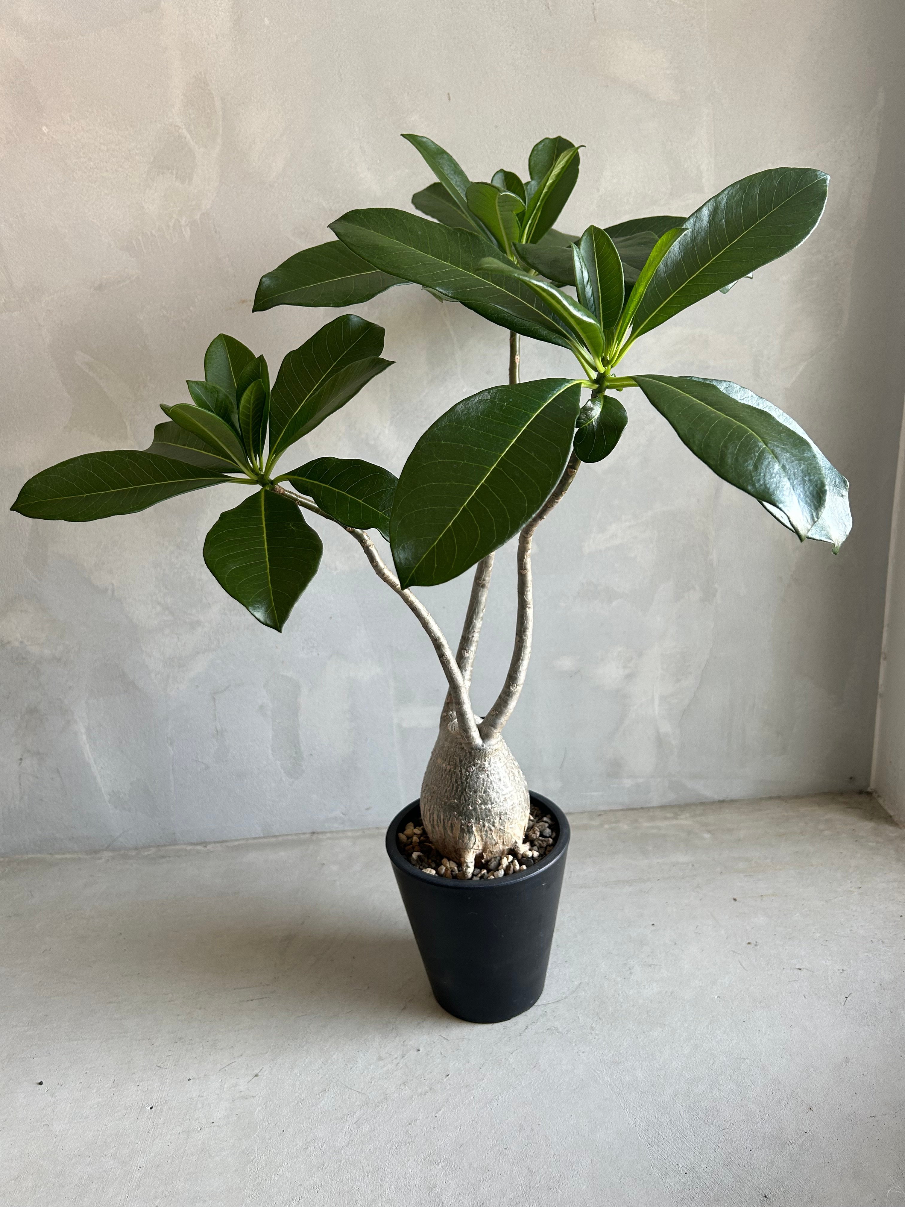パキポディウム デカリー | ソレトナ植物店