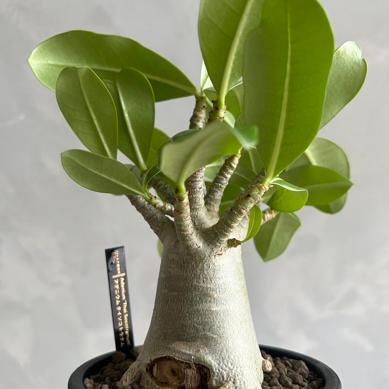 アデニウム タイソコトラナム | ソレトナ植物店