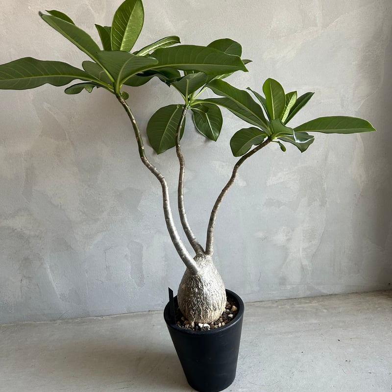 パキポディウム デカリー | ソレトナ植物店
