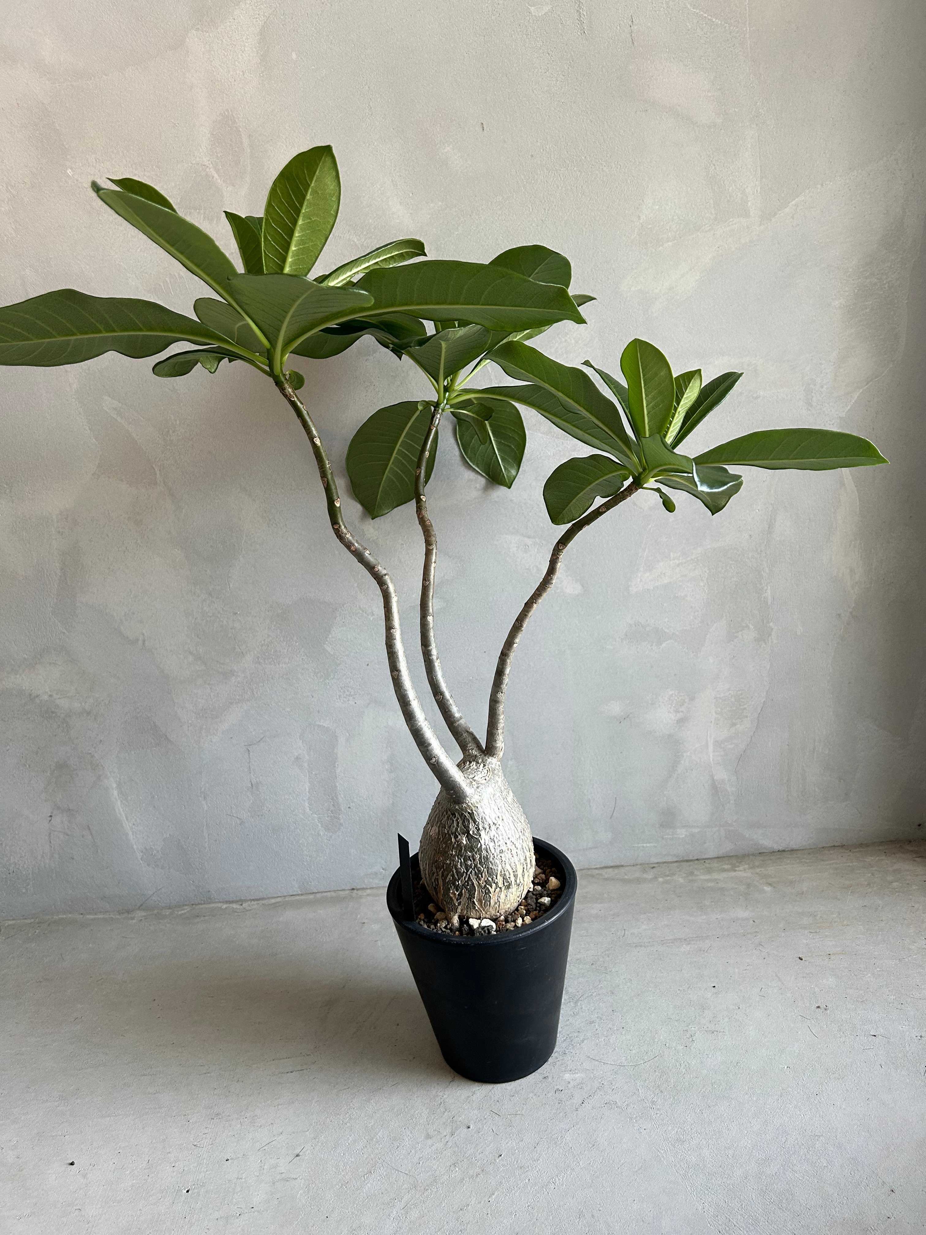 パキポディウム デカリー | ソレトナ植物店