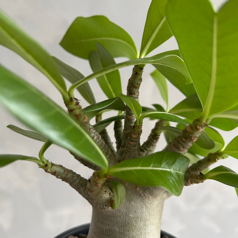 アデニウム タイソコトラナム | ソレトナ植物店