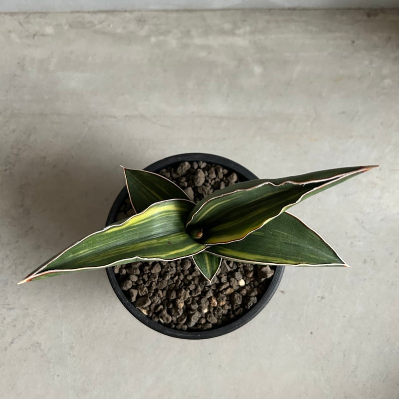 サンセベリア サムライ ドワーフ 斑入り | ソレトナ植物店