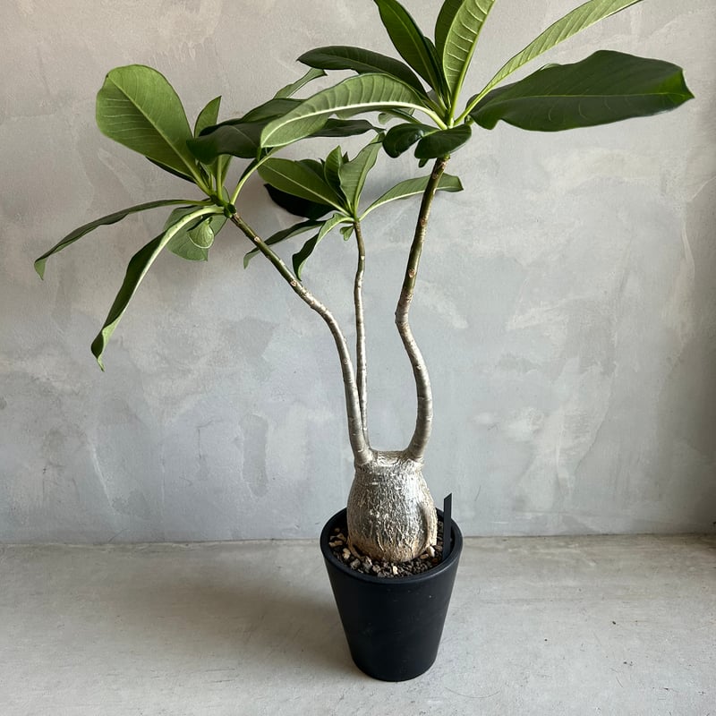 パキポディウム デカリー | ソレトナ植物店