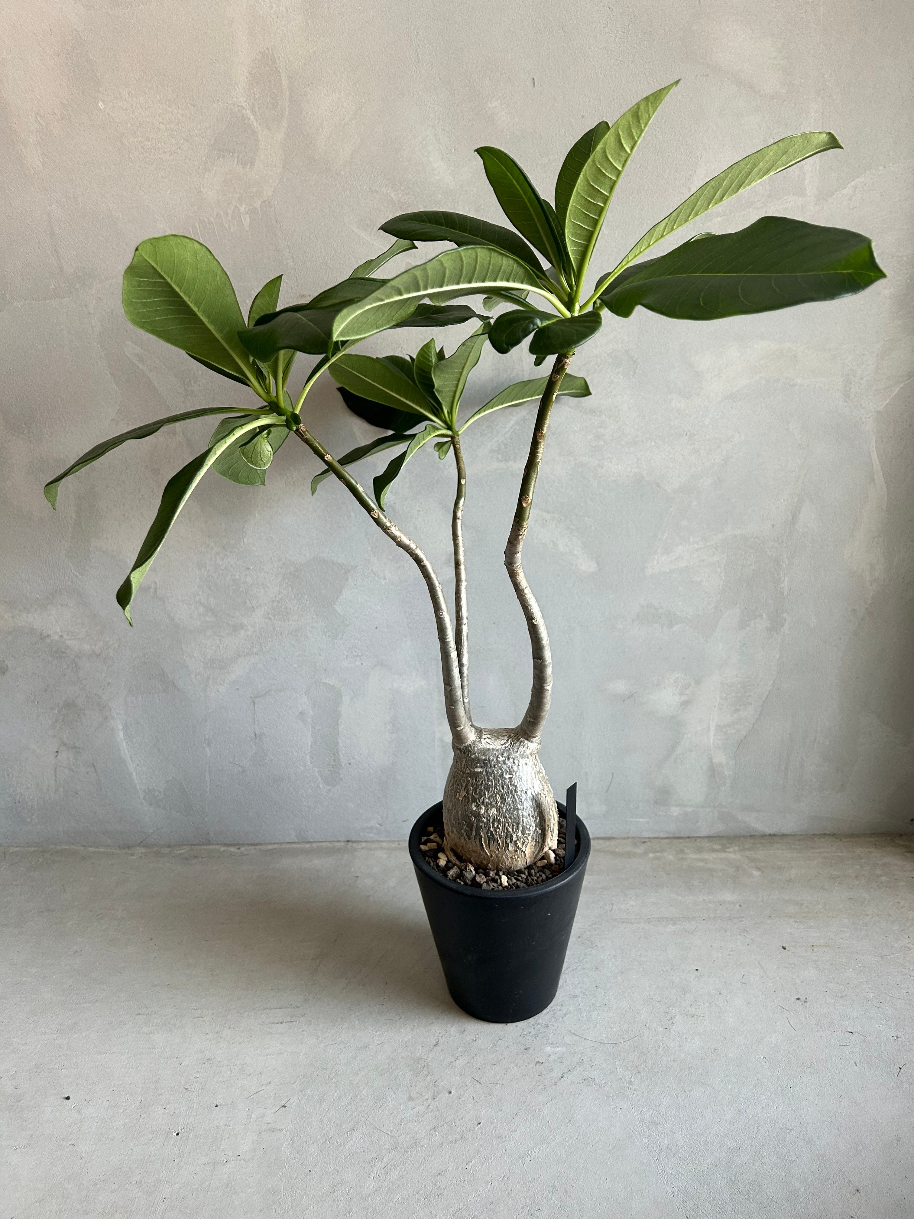 パキポディウム デカリー　塊根植物 パキポディウム デカリー | ソレトナ植物店