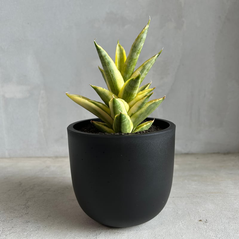 サンセベリア パゴダ 斑入り | ソレトナ植物店