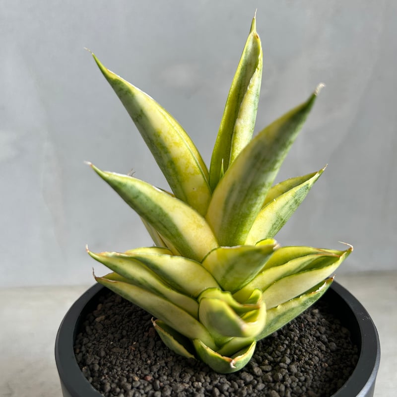 サンセベリア パゴダ 斑入り | ソレトナ植物店