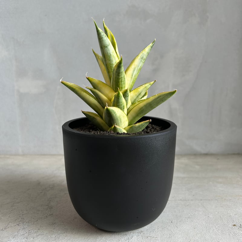 サンセベリア パゴダ 斑入り | ソレトナ植物店