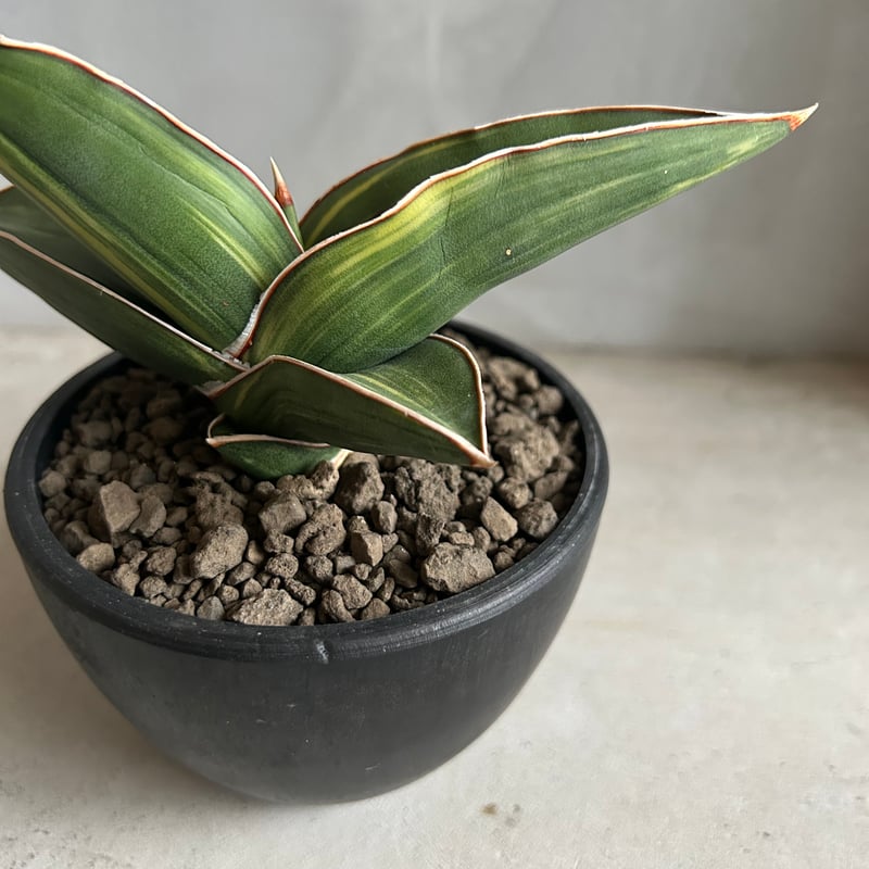 サンセベリア サムライ ドワーフ 斑入り | ソレトナ植物店
