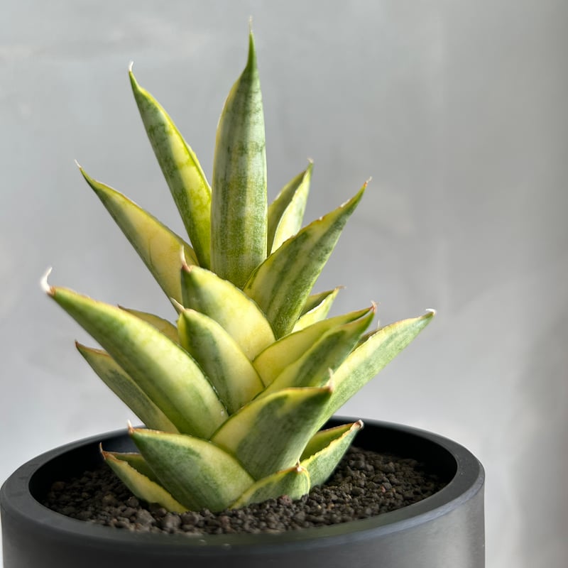 サンセベリア パゴダ 斑入り | ソレトナ植物店