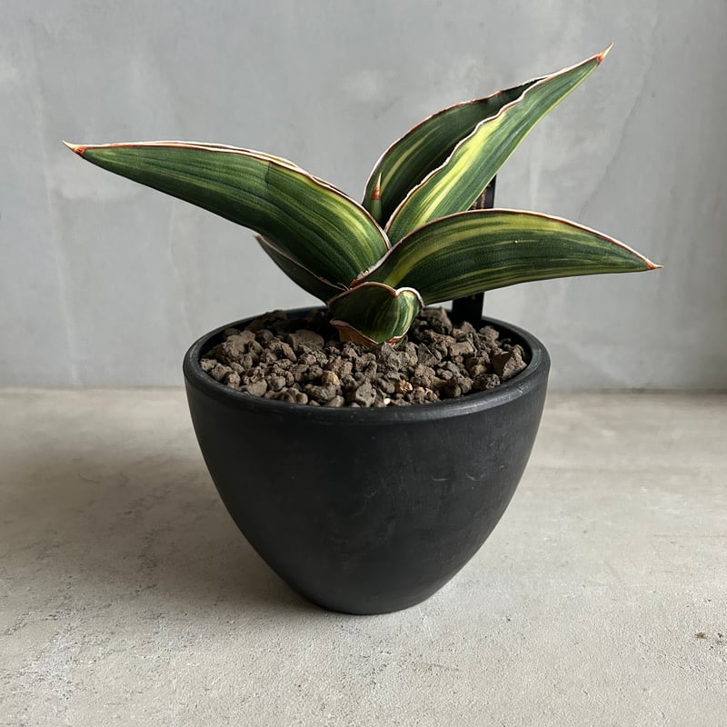 サンセベリア サムライ ドワーフ 斑入り | ソレトナ植物店