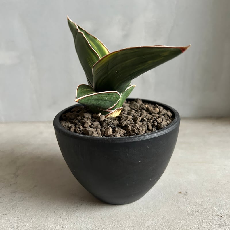 サンセベリア サムライ ドワーフ 斑入り | ソレトナ植物店