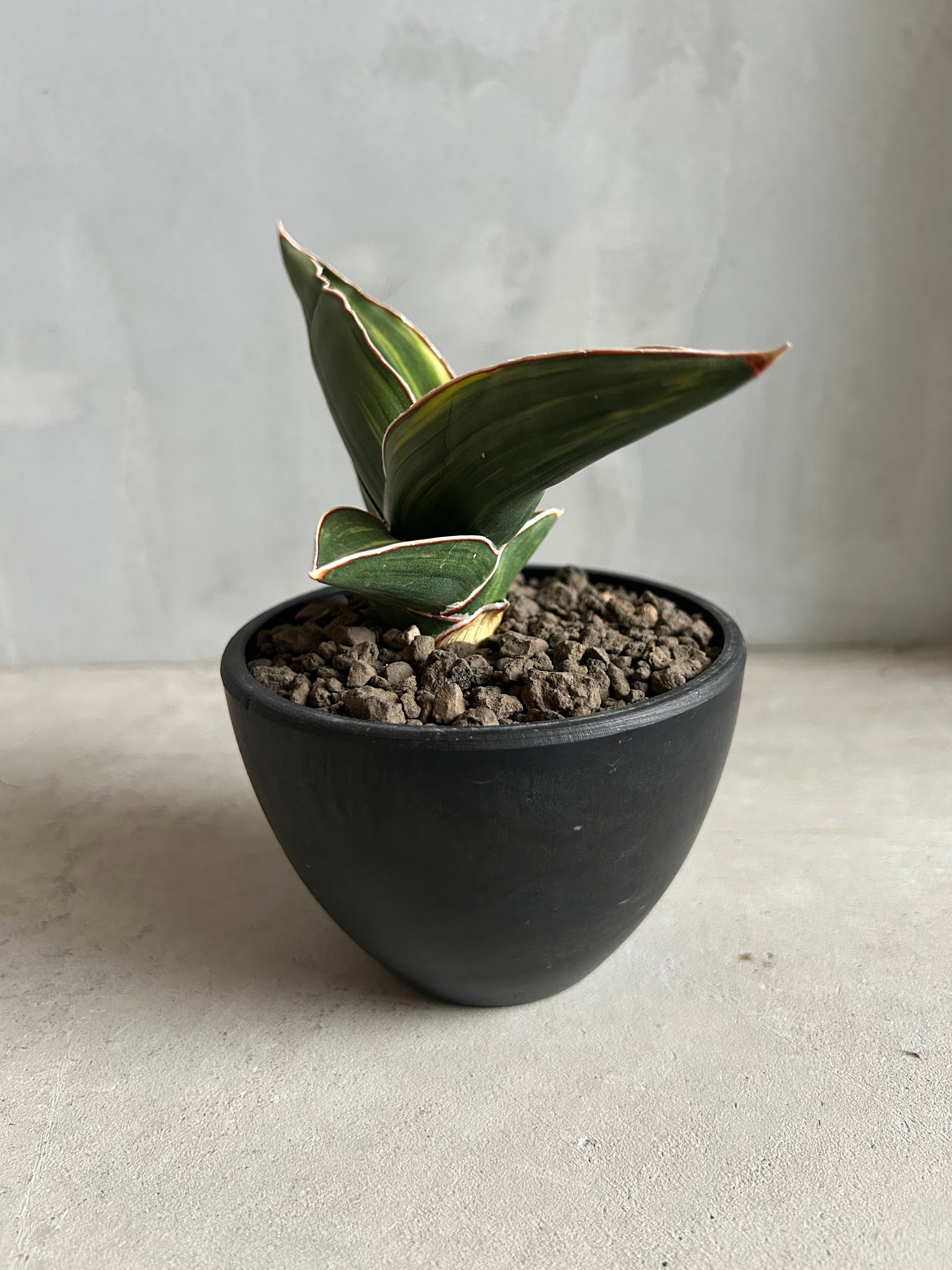 サンセベリア サムライ ドワーフ 斑入り | ソレトナ植物店