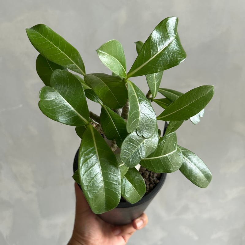 アデニウム タイソコトラナム | ソレトナ植物店