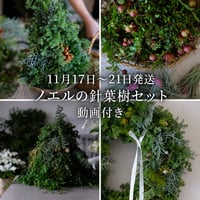 11月17日-21日発送　お家で楽しむ 針葉樹セット　動画付き
