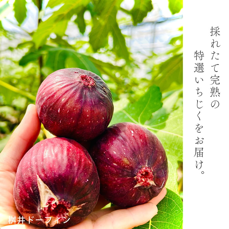 特選・贈答用】採れたて『完熟いちじく』食べ比べセット 1箱入り
