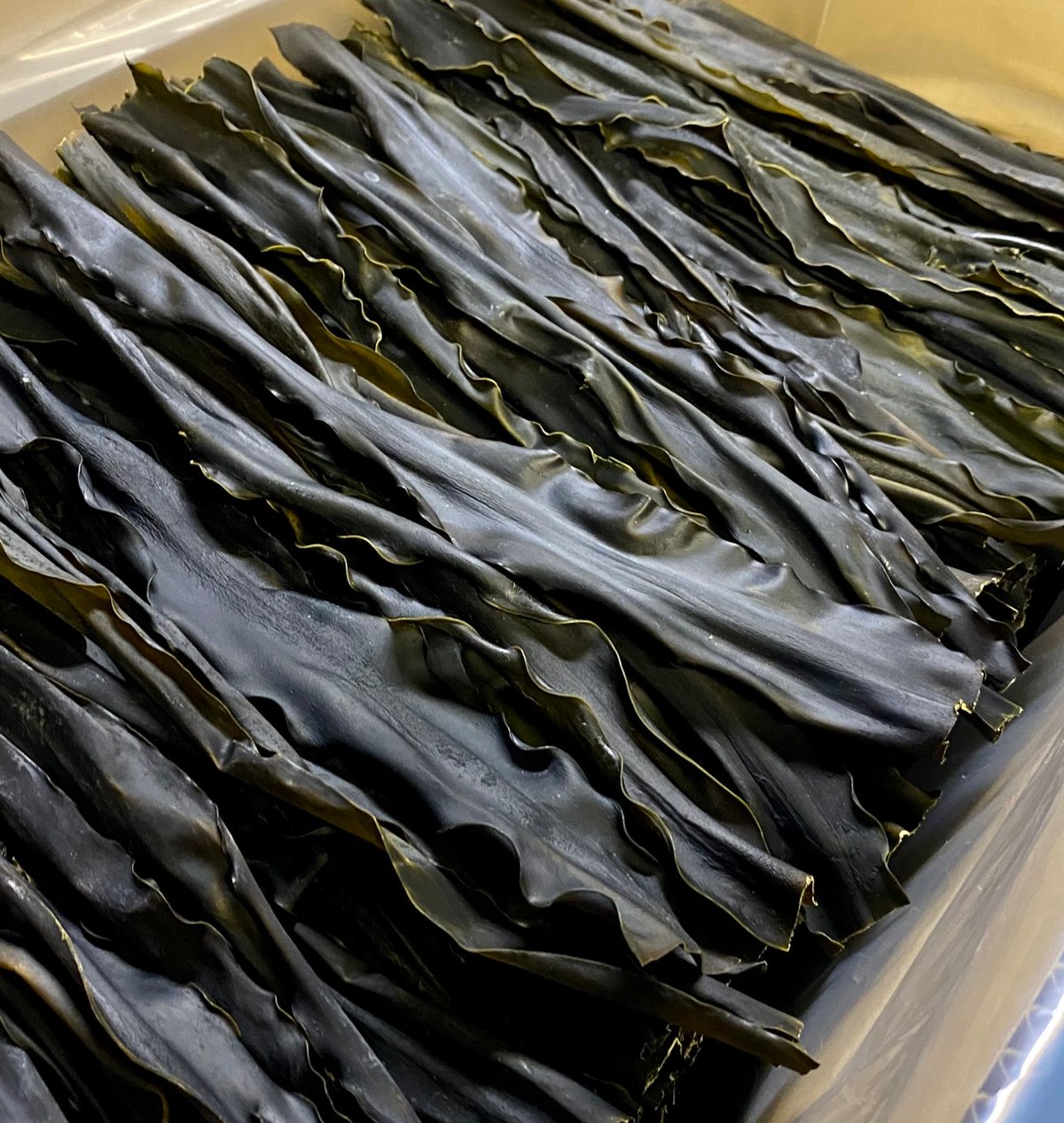 業務用 天然日高昆布 5kg【大容量・プロ御用達・出汁用】 | 様似馳走