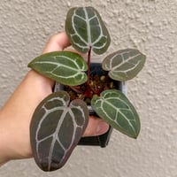 【霞光series】② 'Michelle' × self（2芽）