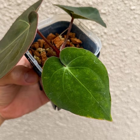 【木霊series】'Hoffmanii'/carlablackiae × carlablackiae/antolakii