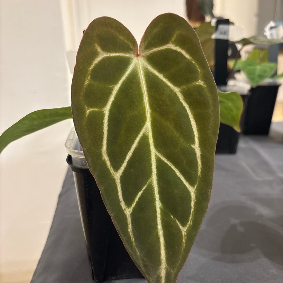 6ab8b21a50c71888124f4a04