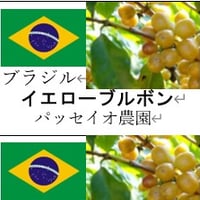 イエローブルボン（中煎り、ブラジル産）【郵送】