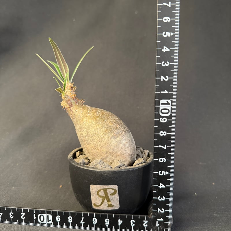 パキポディウムグラキリス 現地株 発根済み T158 | HANDS PLANTS