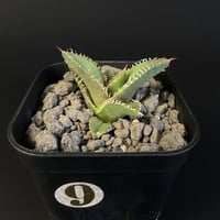 アガベ チタノタ 鰐亀（ワニガメ）子株　ⅳ