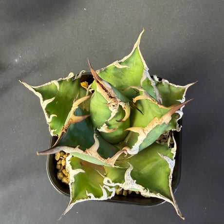 アガベ　チタノタ　シーザー　10528 ④