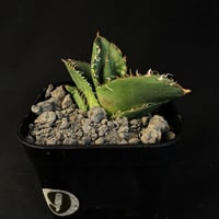 アガベ　チタノタ 窮奇901