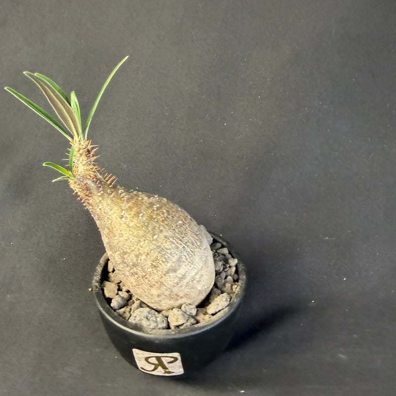 パキポディウムグラキリス 現地株 発根済み T158 | HANDS PLANTS